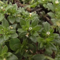 Euploca marifolia (J.Koenig ex Retz.) Ancy & P.Javad
